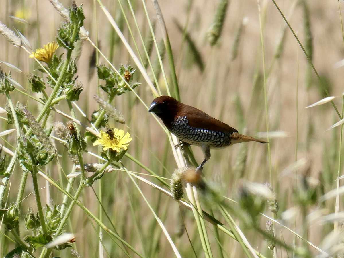 Scaly-breasted Munia - ML620419441