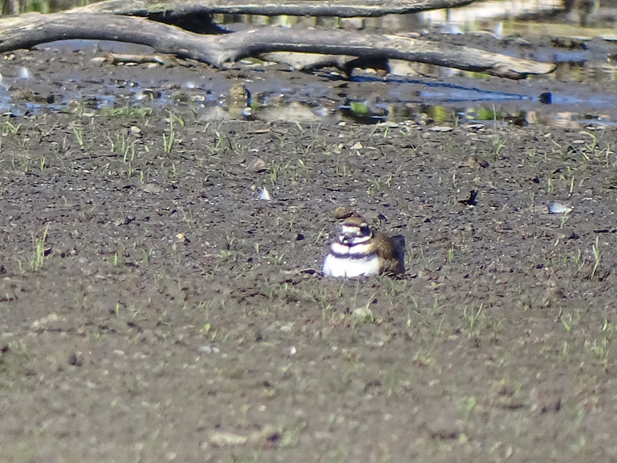 Killdeer - ML620419456