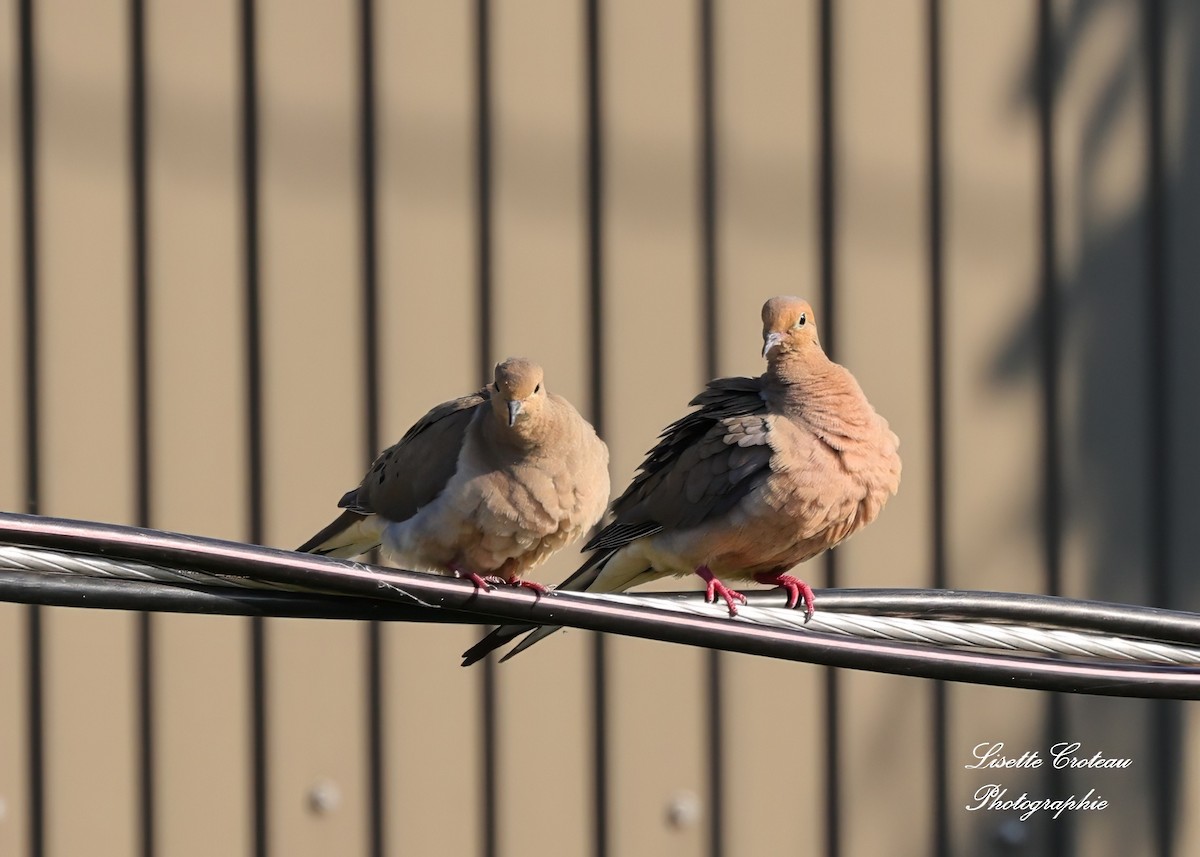 Mourning Dove - ML620419470