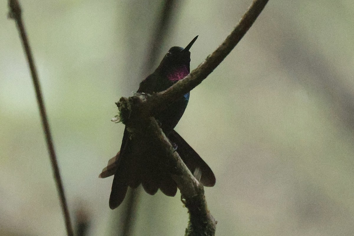 kolibřík turmalinový - ML620419471