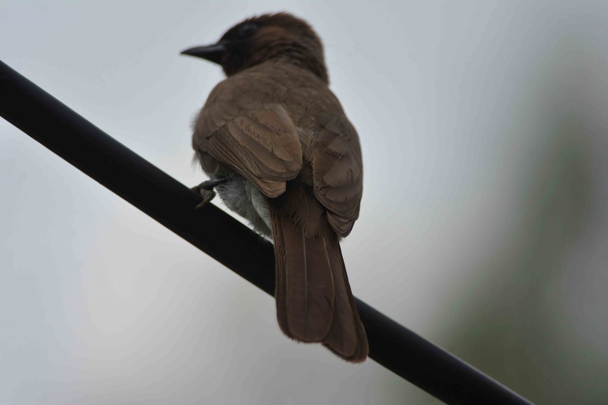 bulbul zahradní - ML620419474