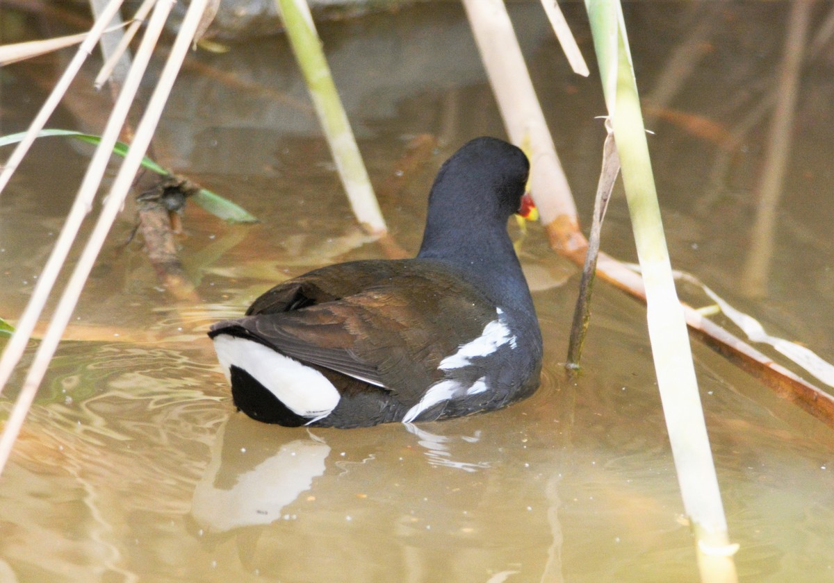 Eurasian Moorhen - ML620419477