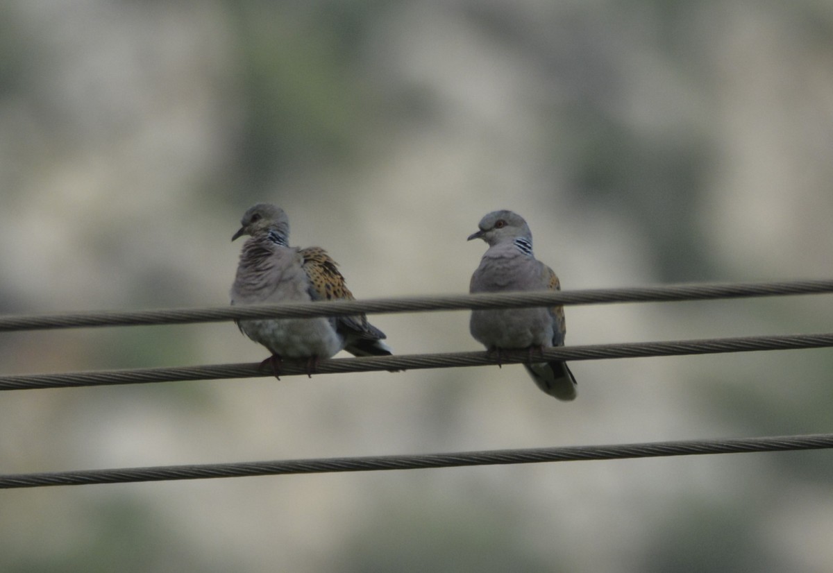 European Turtle-Dove - ML620419498