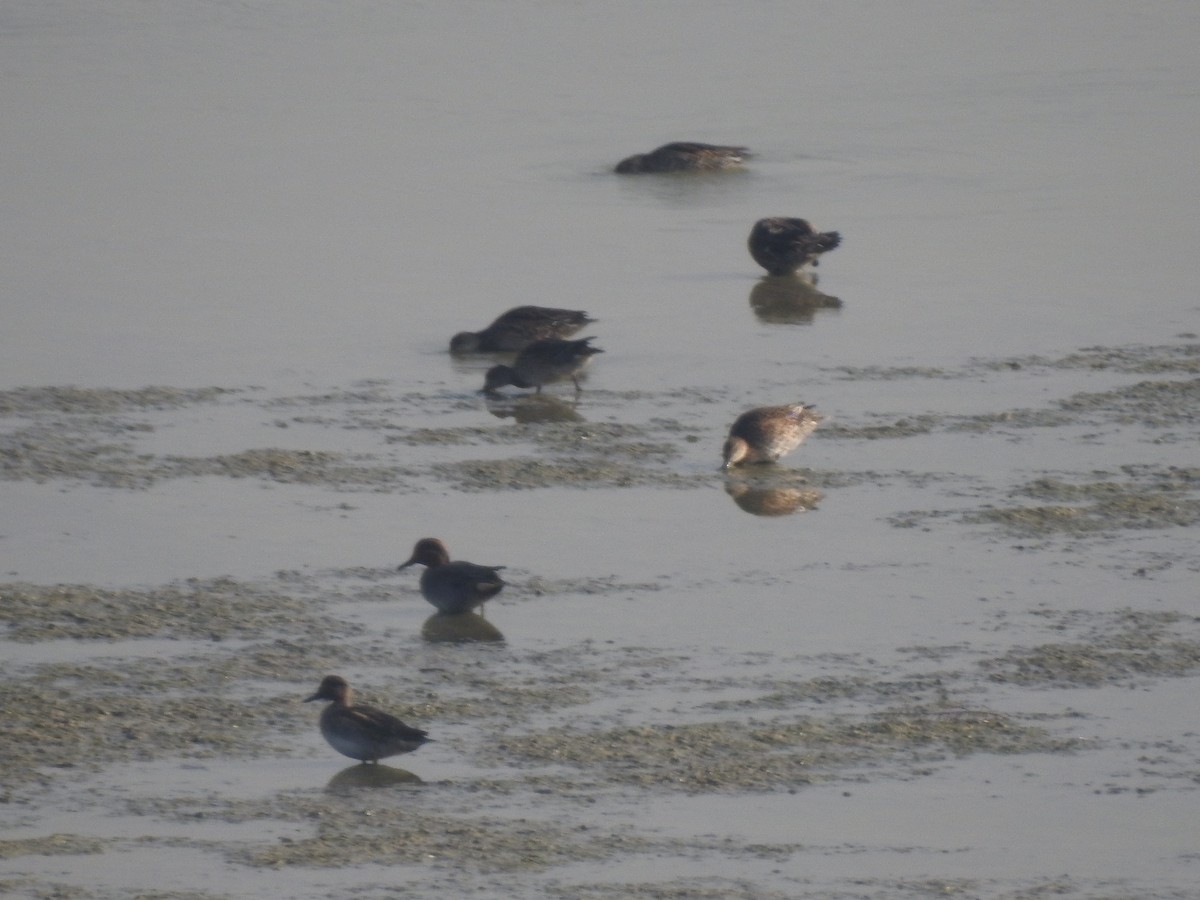 Green-winged Teal - ML620419506