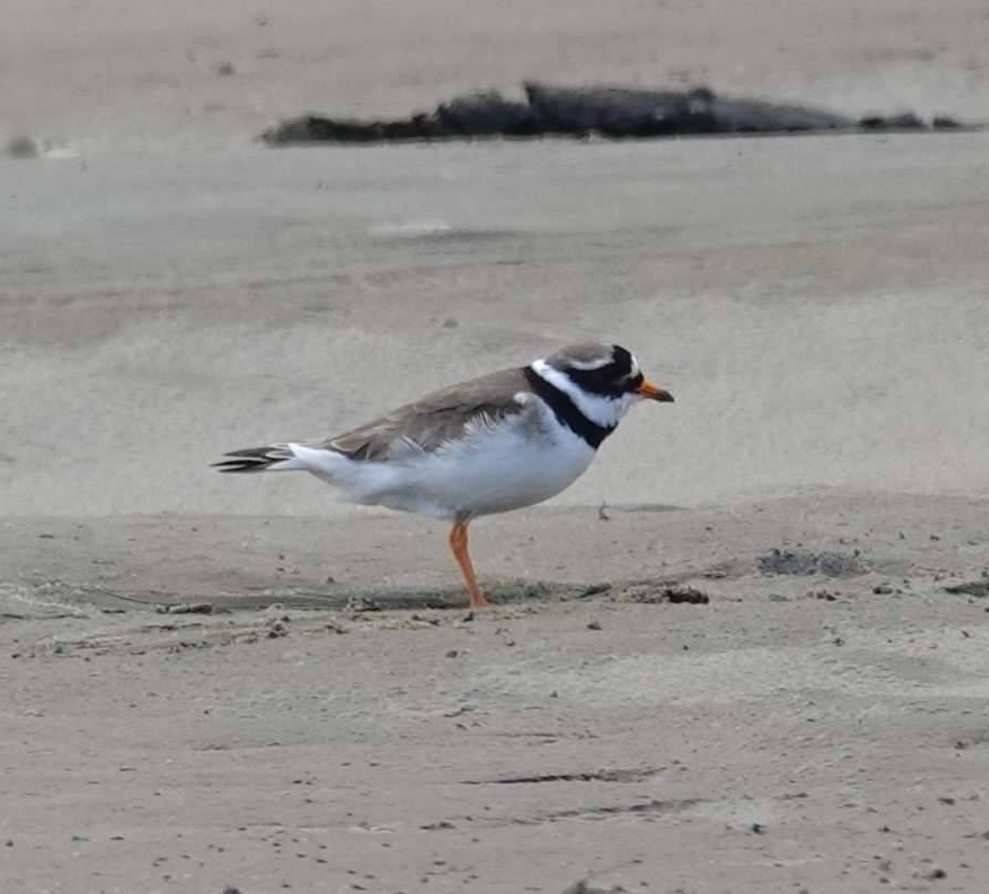 Common Ringed Plover - ML620419514