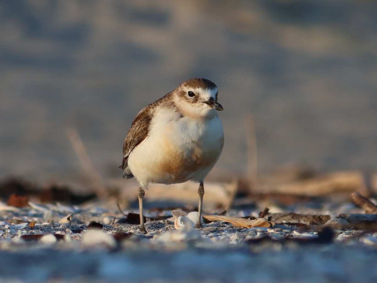 Red-breasted Dotterel - ML620419516