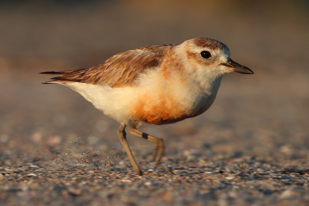 Red-breasted Dotterel - ML620419517