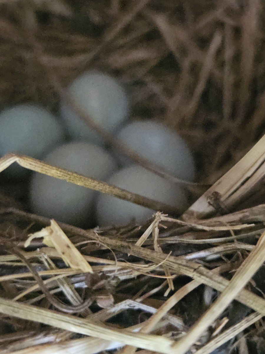 House Wren - ML620419524