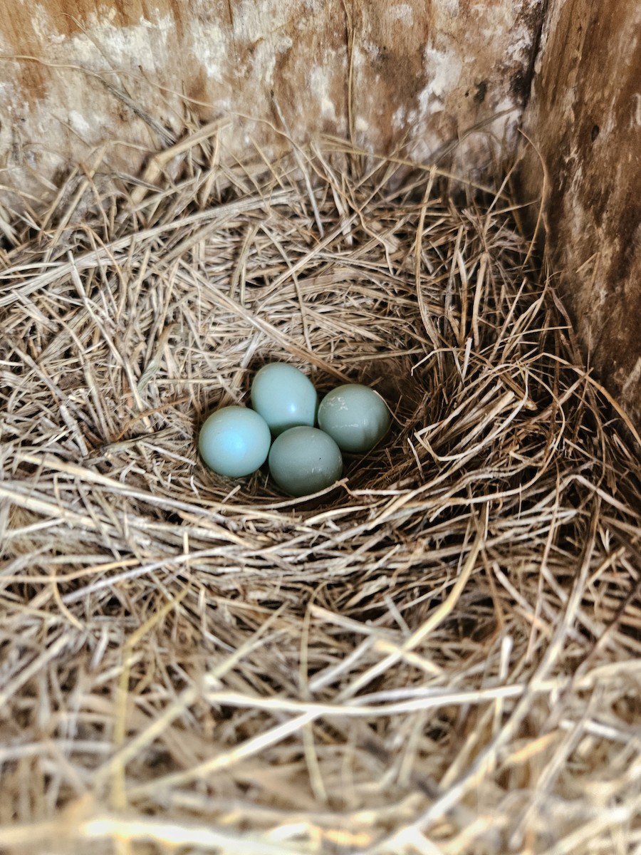 Eastern Bluebird - Scott Harris