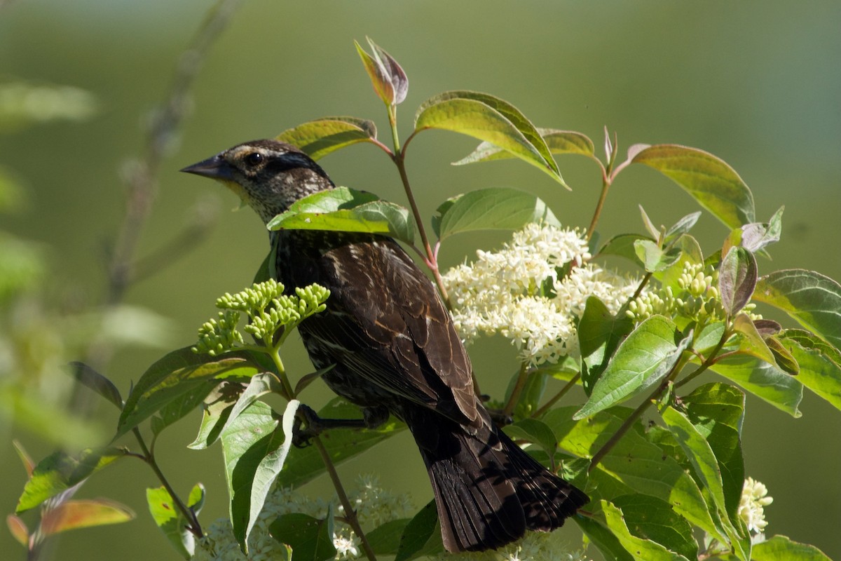 Red-winged Blackbird - ML620419535