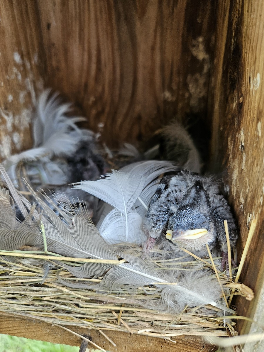 Tree Swallow - Scott Harris