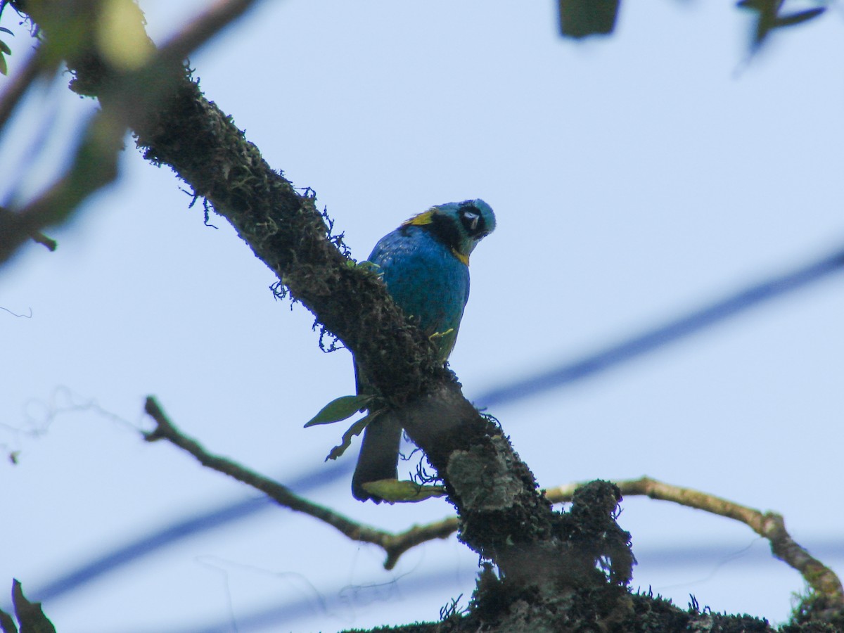 Green-headed Tanager - ML620419543