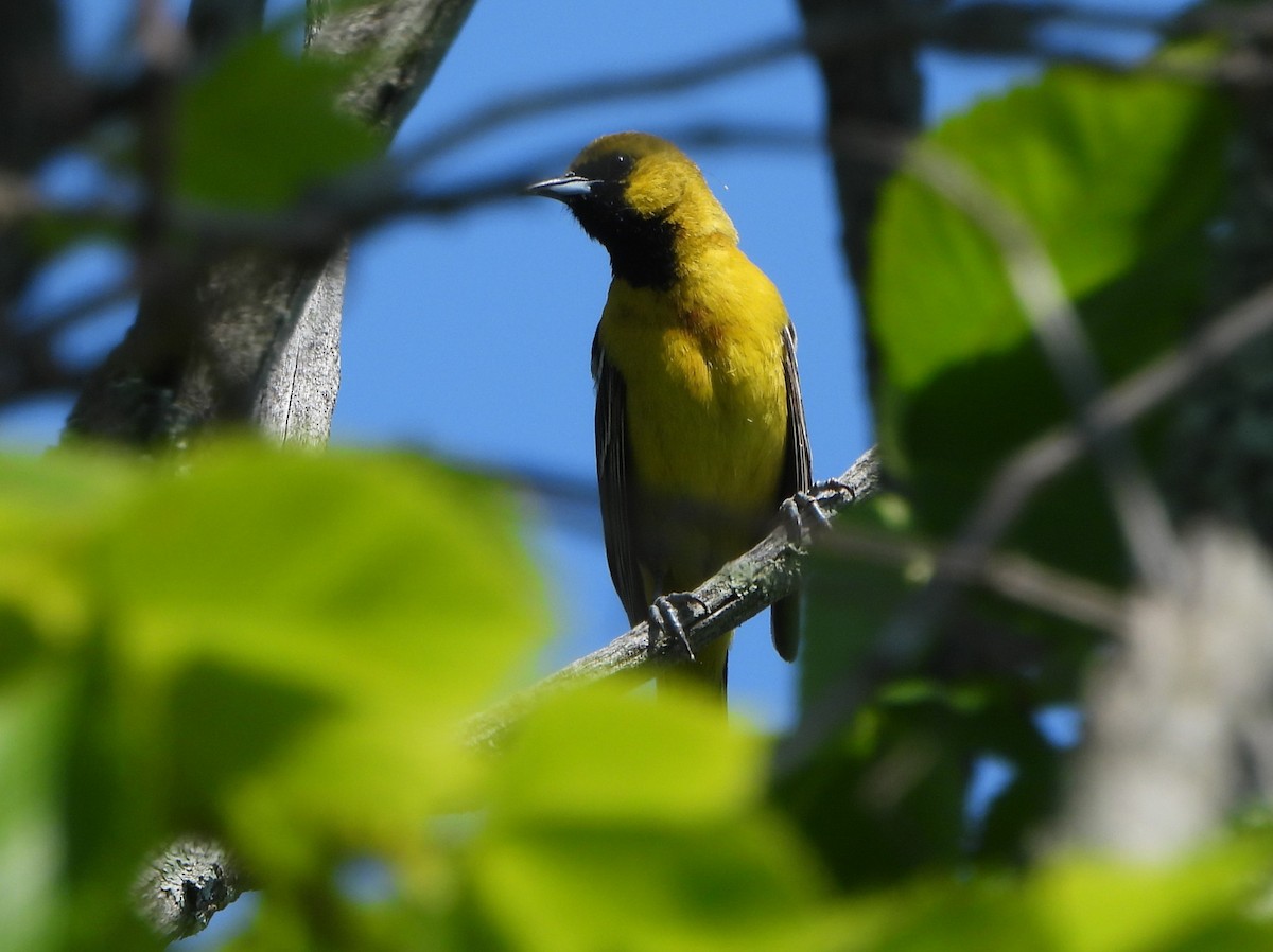 Orchard Oriole - ML620419551