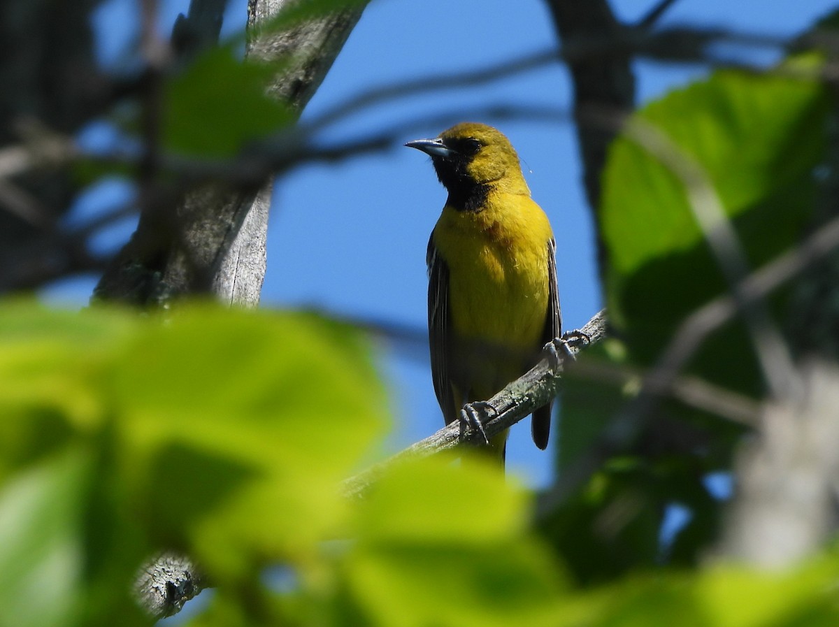 Orchard Oriole - ML620419552