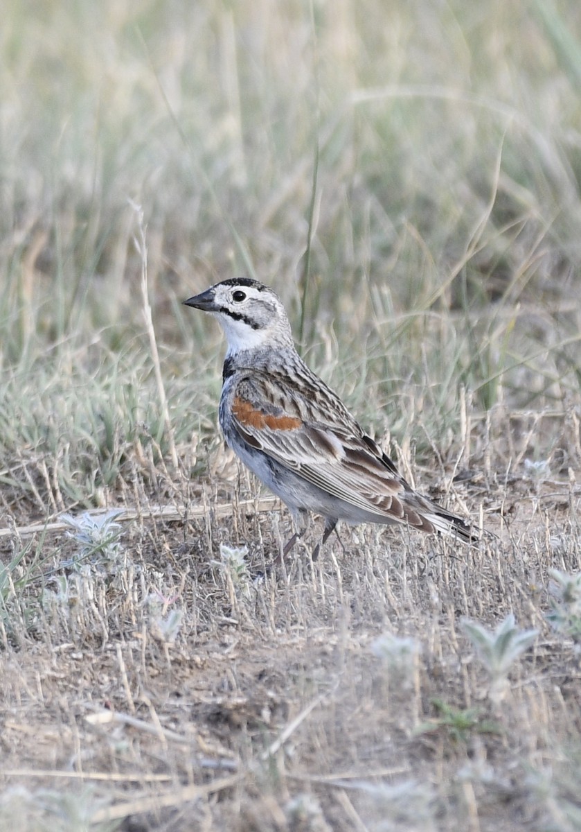 Thick-billed Longspur - ML620419556