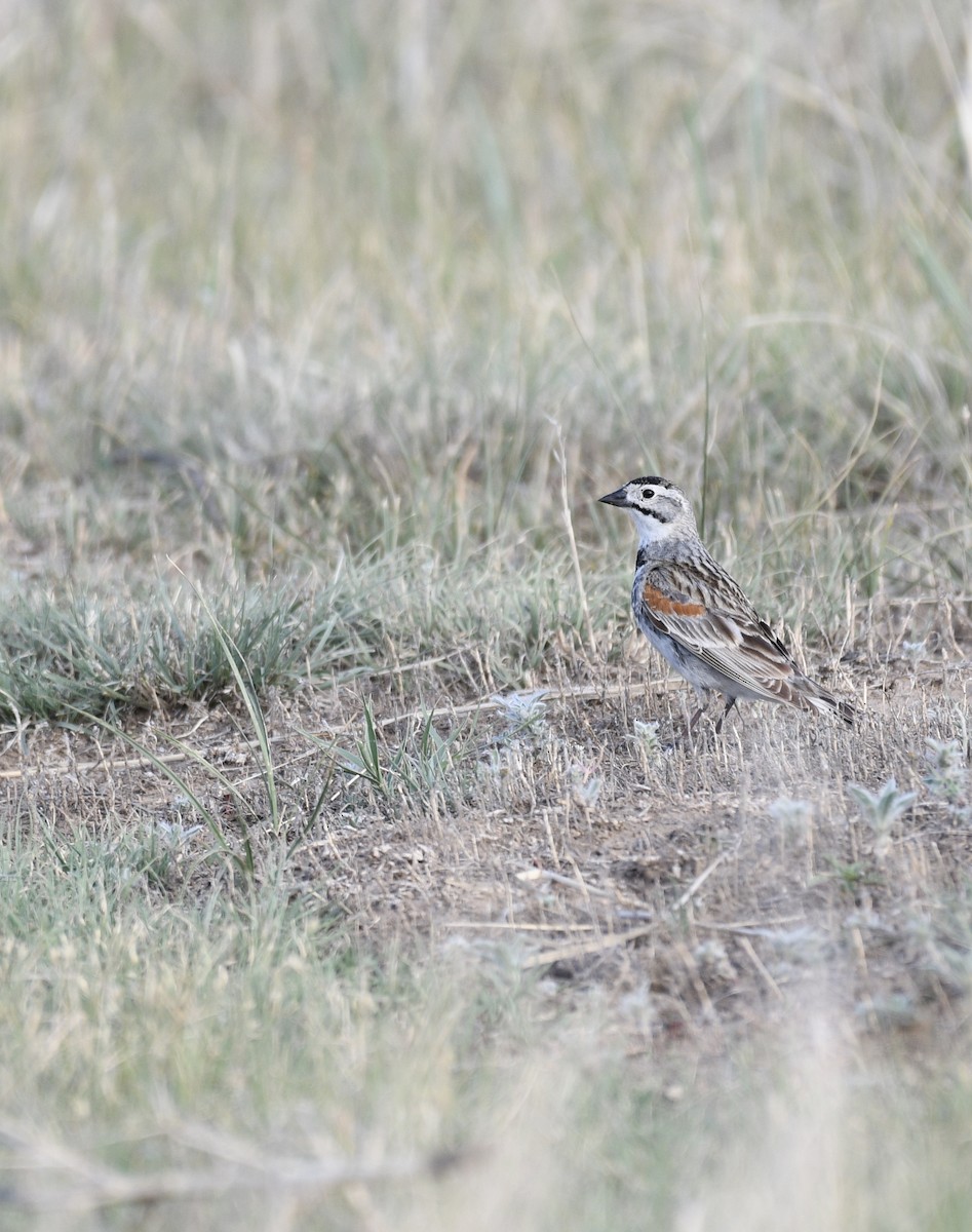 Thick-billed Longspur - ML620419558