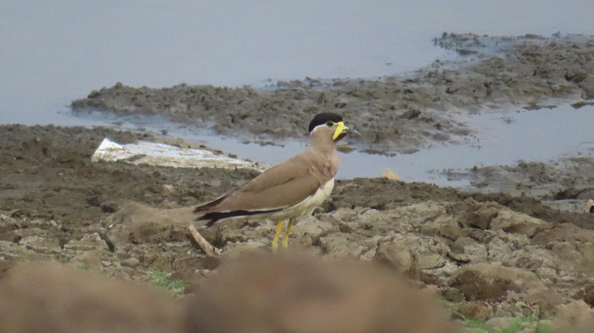 Yellow-wattled Lapwing - ML620419559