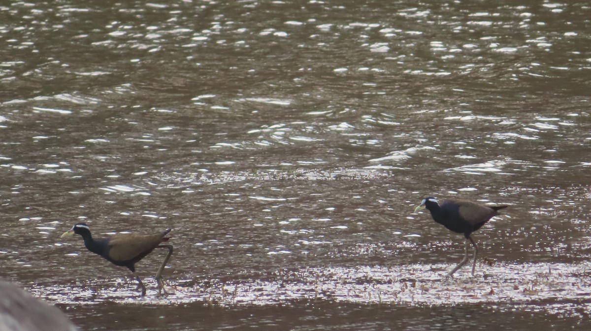 Bronze-winged Jacana - ML620419568