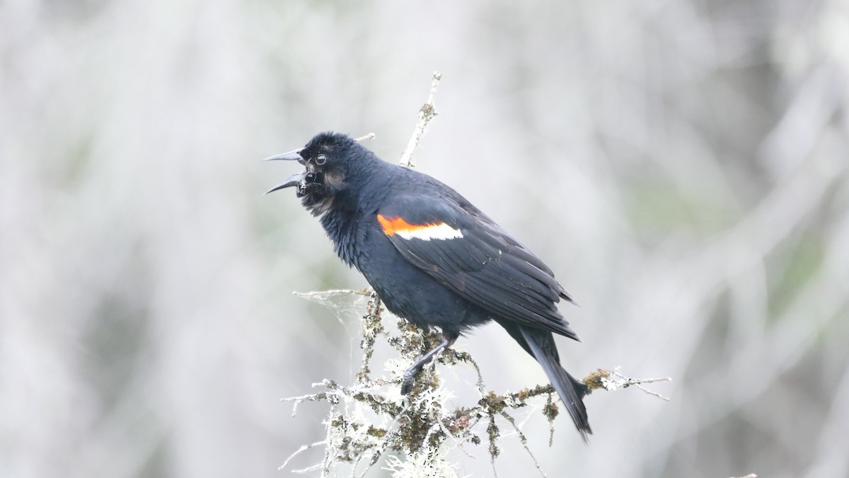 Red-winged Blackbird (Red-winged) - ML620419570