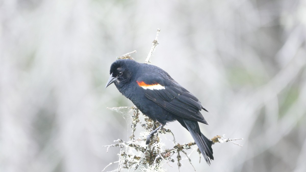 Red-winged Blackbird (Red-winged) - ML620419571