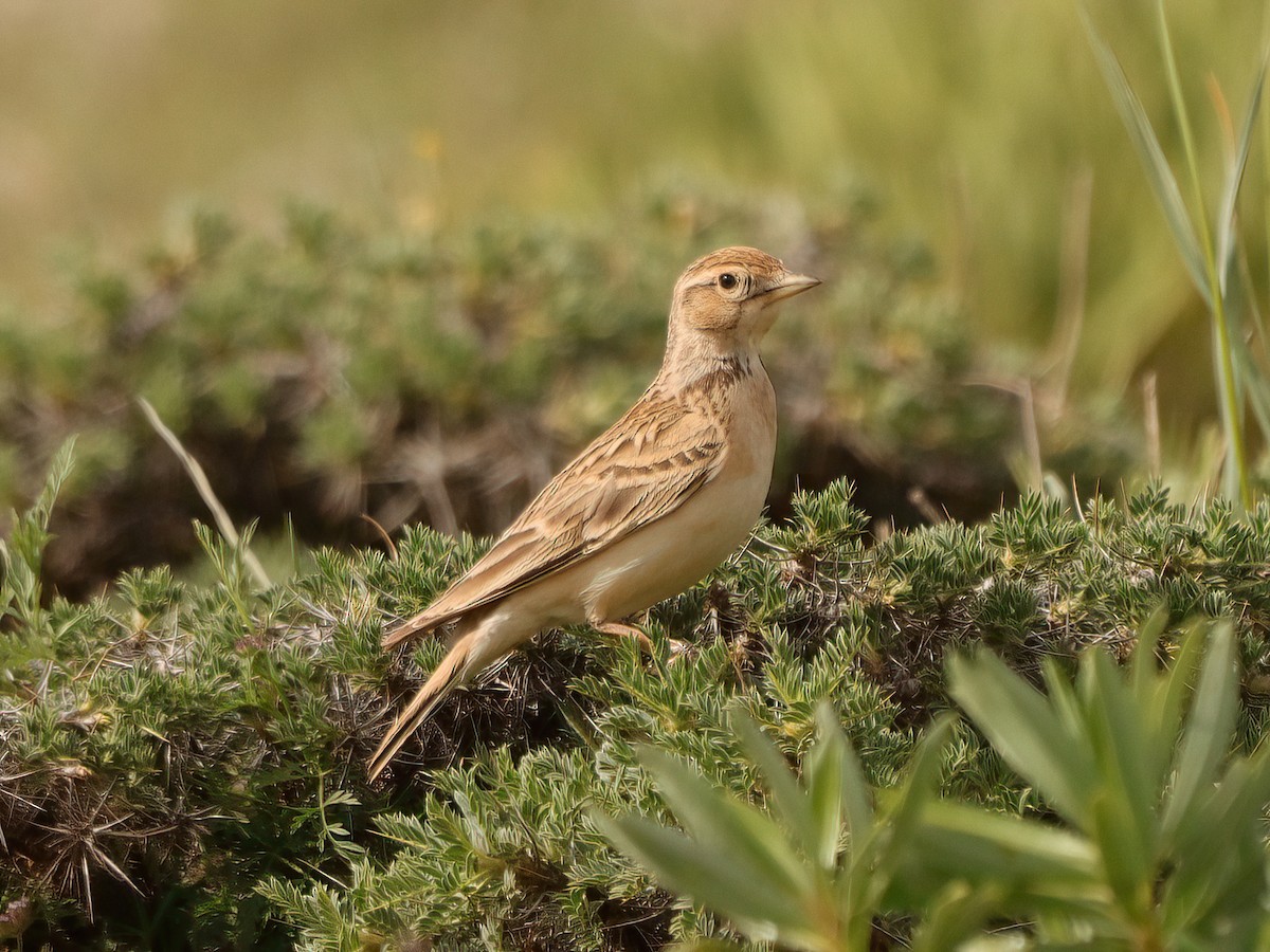 Greater Short-toed Lark - ML620419572