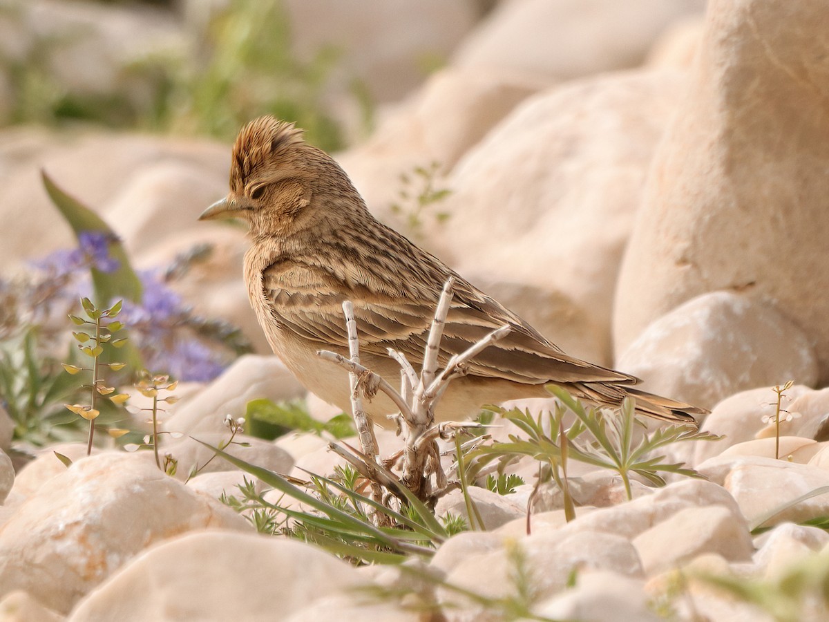 Greater Short-toed Lark - ML620419573