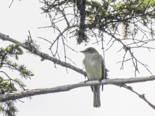 Alder Flycatcher - ML620419578