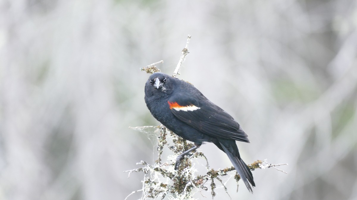 Red-winged Blackbird (Red-winged) - ML620419581