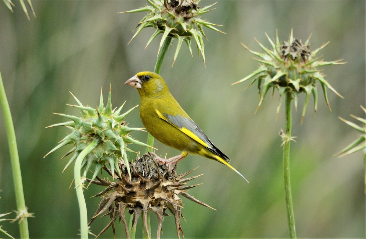 European Greenfinch - ML620419582