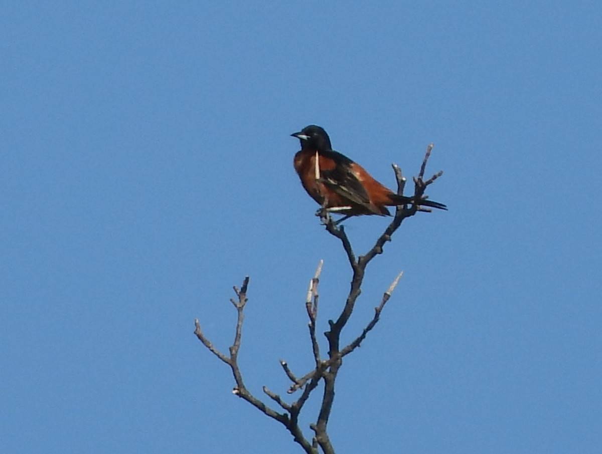 Oriole des vergers - ML620419590