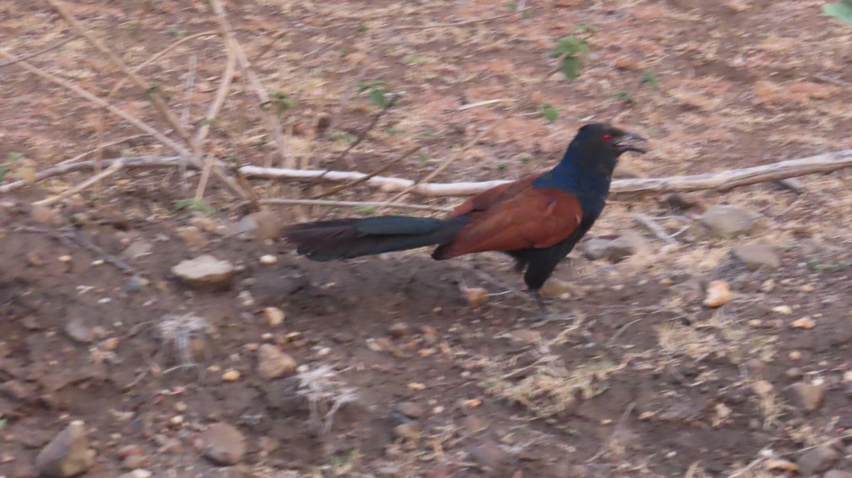 Greater Coucal - ML620419597