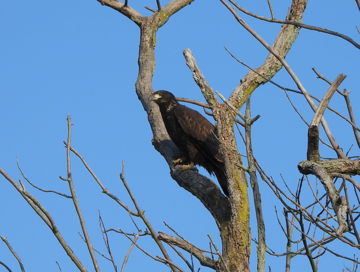 Bald Eagle - ML620419600