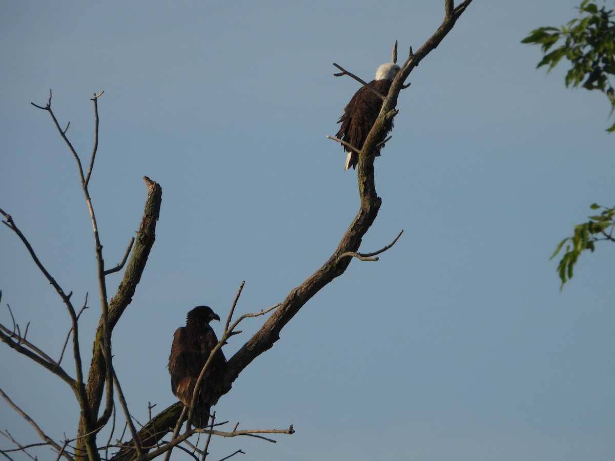 Weißkopf-Seeadler - ML620419601