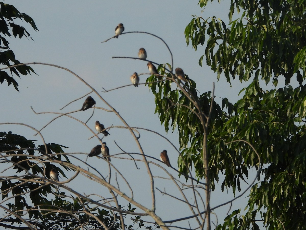 Northern Rough-winged Swallow - ML620419604