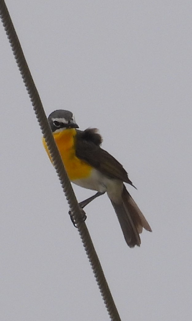 Yellow-breasted Chat - ML620419606