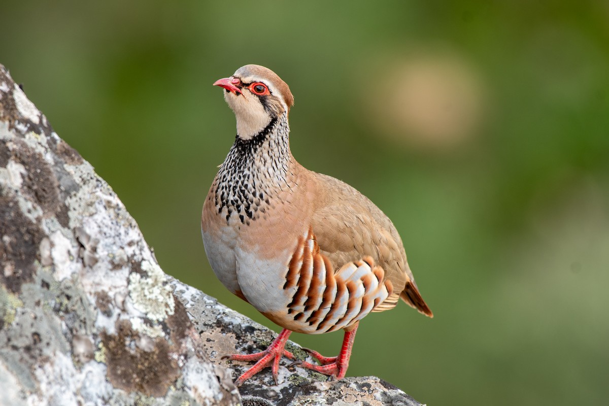 Red-legged Partridge - ML620419610