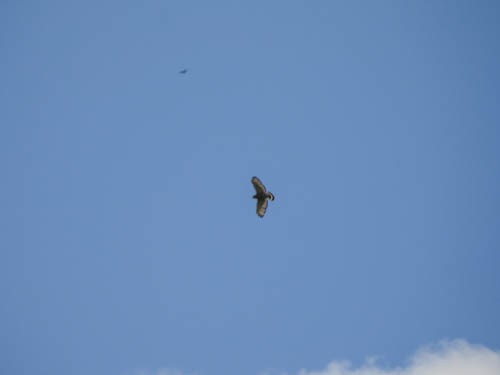 Broad-winged Hawk - ML620419620