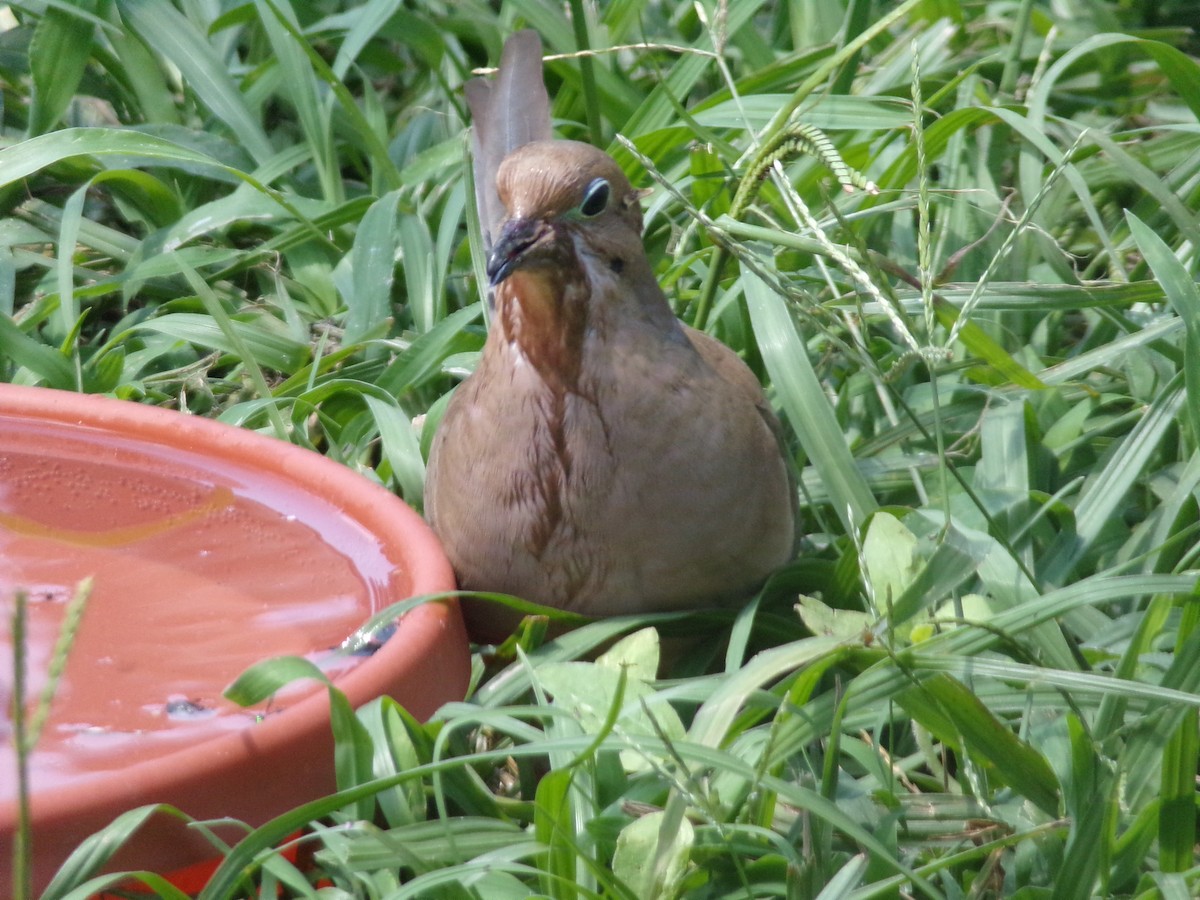 Mourning Dove - ML620419623