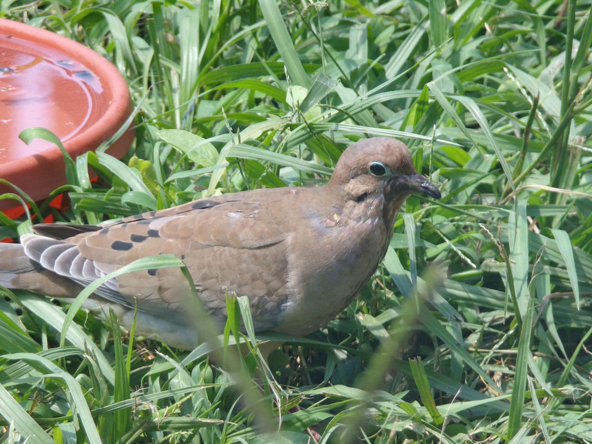 Mourning Dove - ML620419627