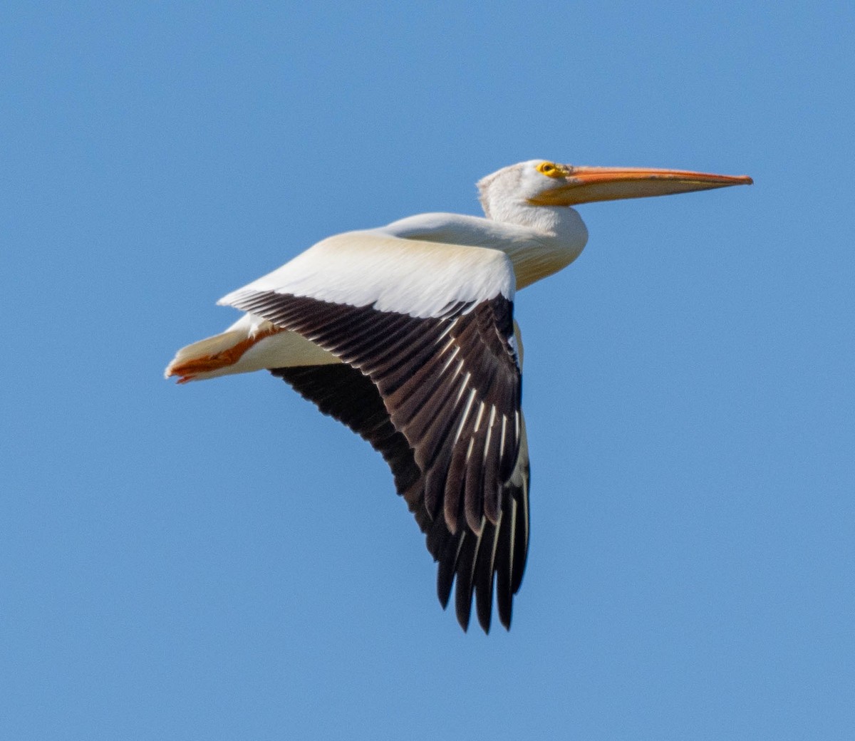 pelikán severoamerický - ML620419639