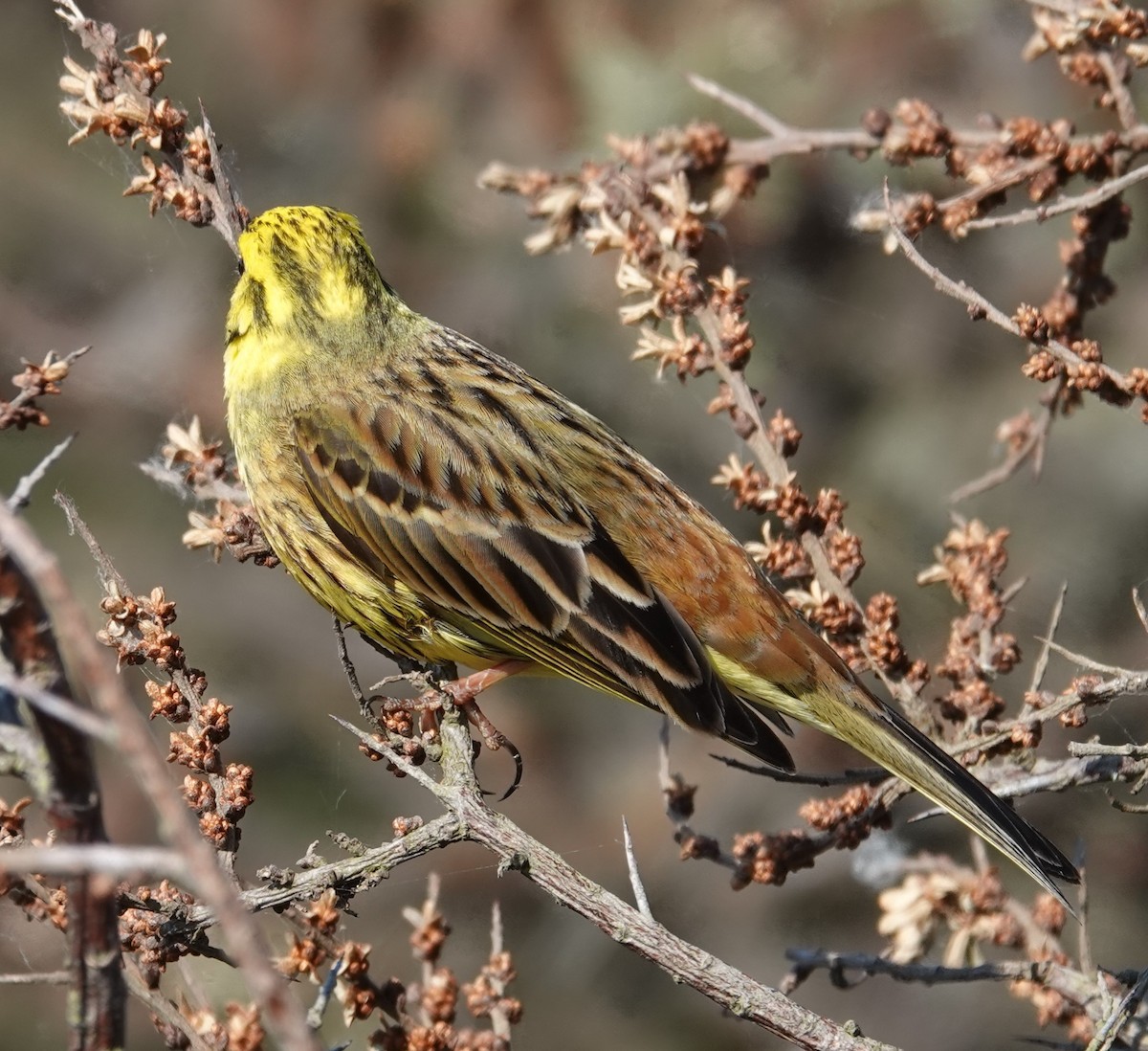 Yellowhammer - ML620419642