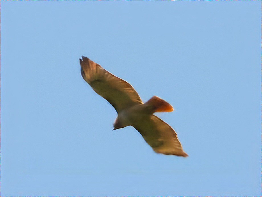 Red-tailed Hawk - ML620419648