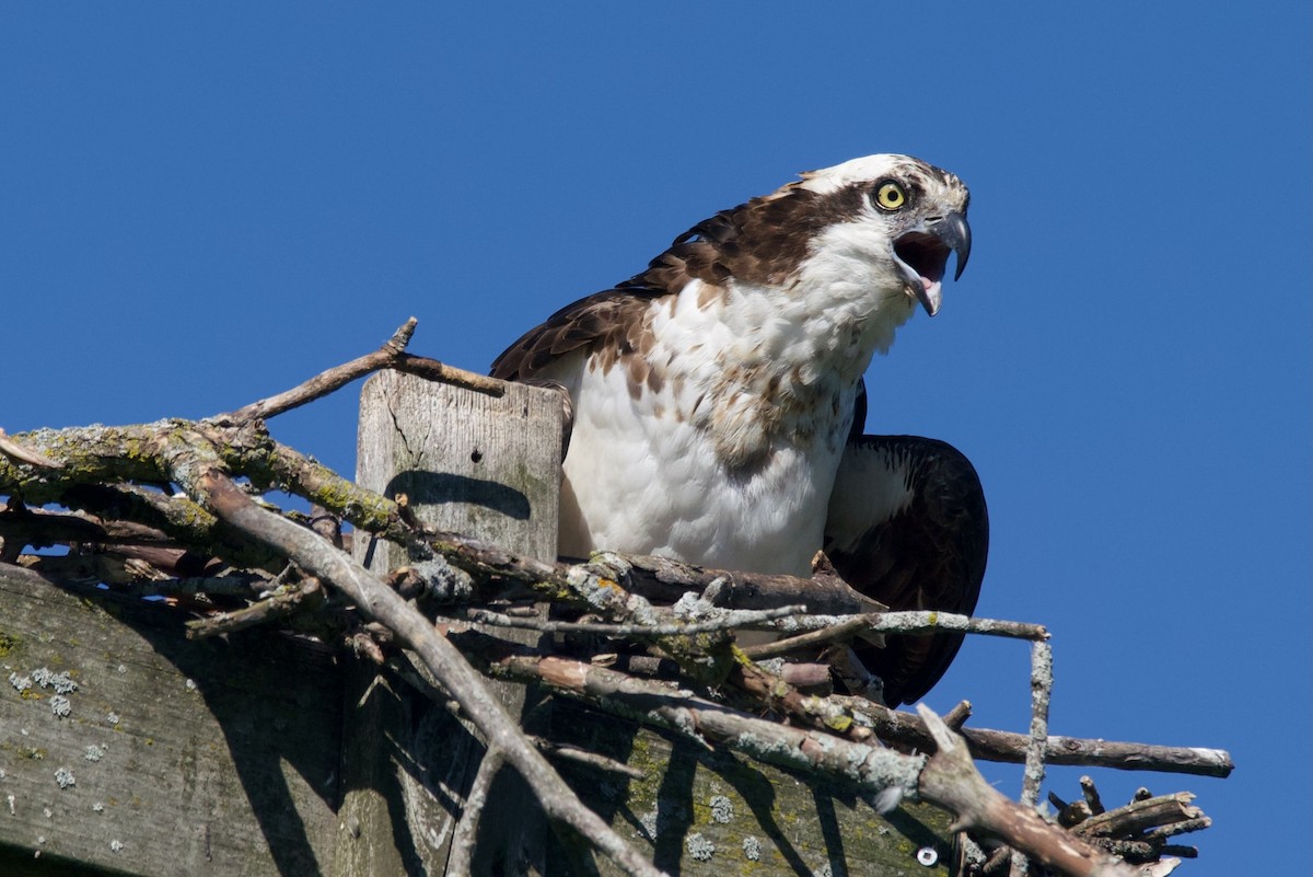 Osprey - ML620419653