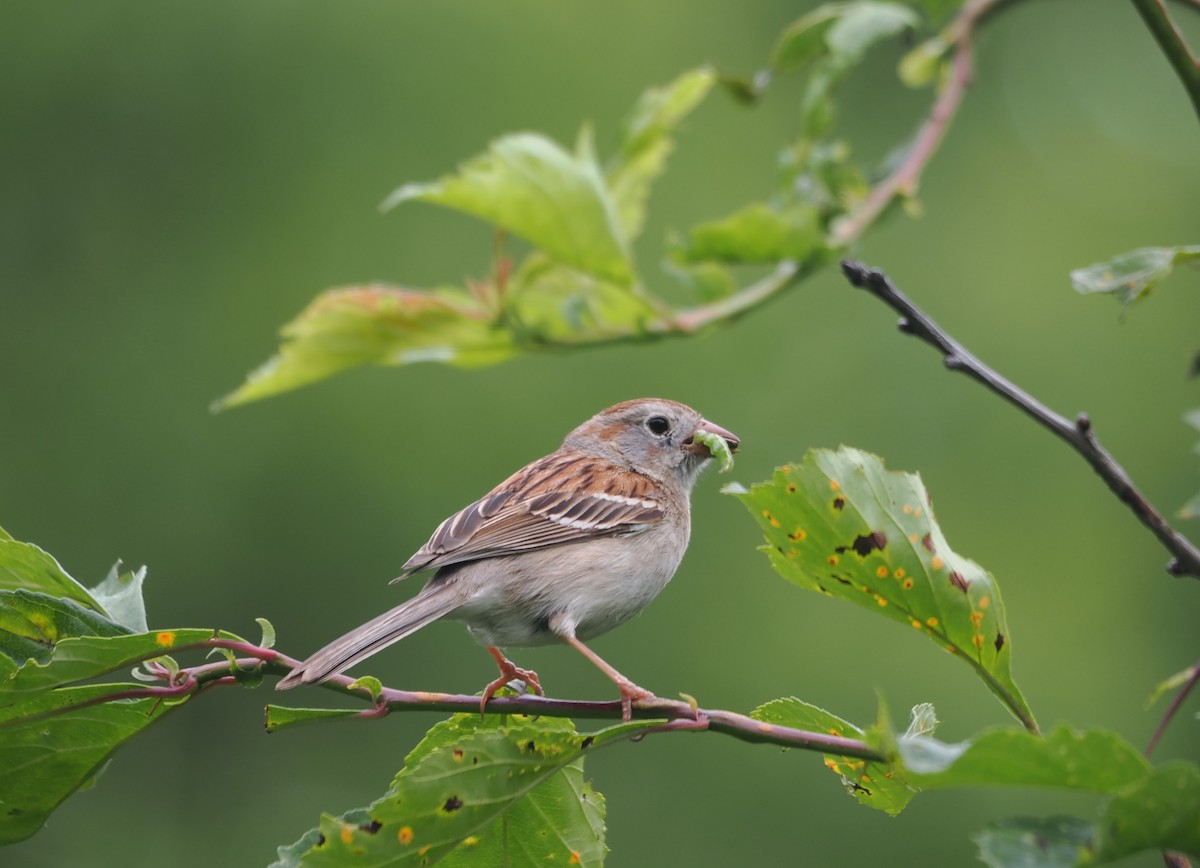 Field Sparrow - ML620419660