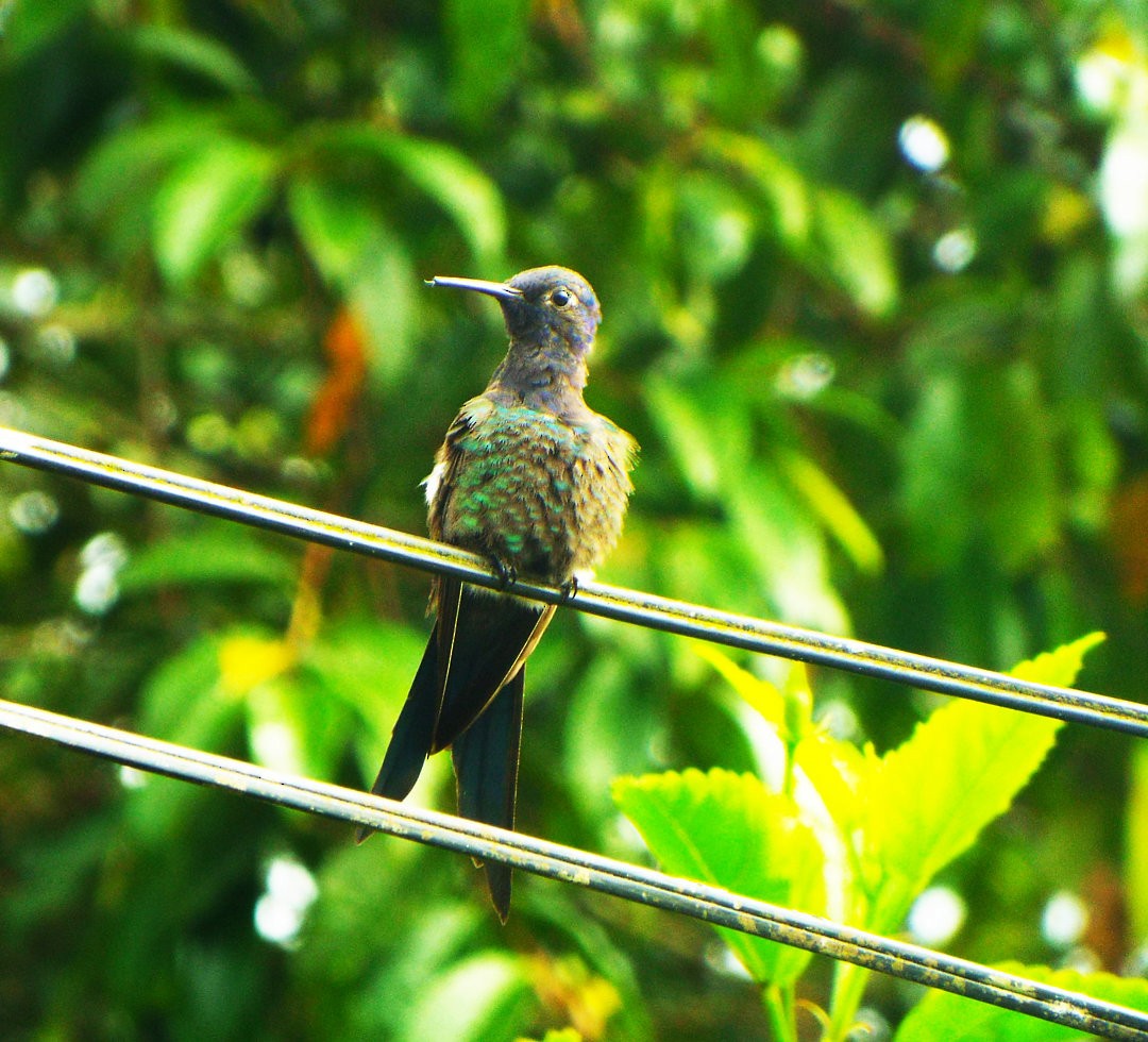 Swallow-tailed Hummingbird - ML620419661