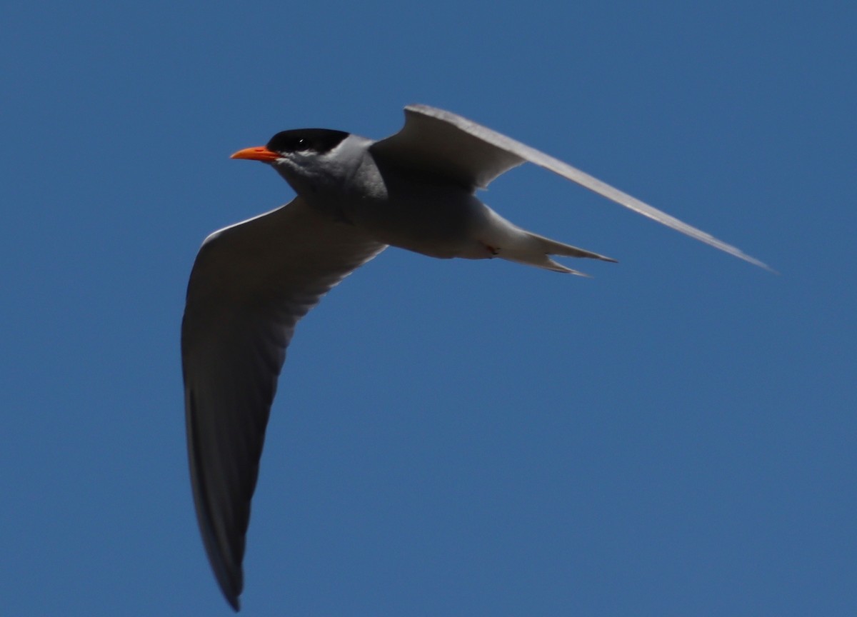 Black-fronted Tern - Michael Taylor