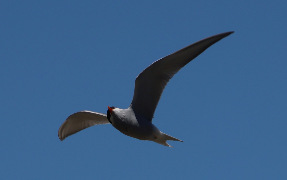 Black-fronted Tern - ML620419667