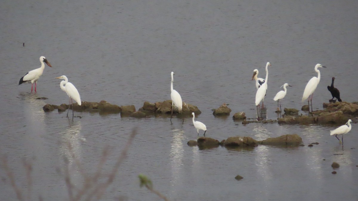 Asian Openbill - ML620419678