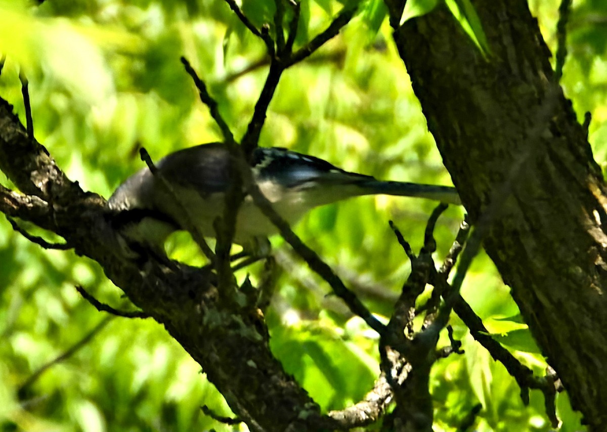 Blue Jay - ML620419679