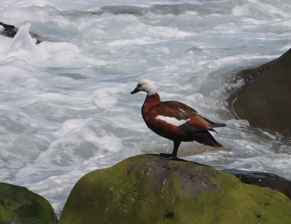 Paradise Shelduck - ML620419689